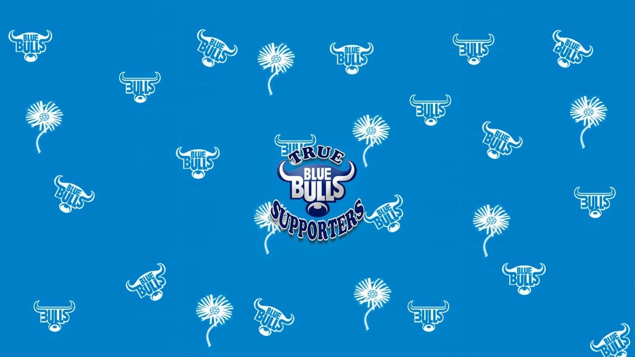 Blue bulls wallpapers pictures