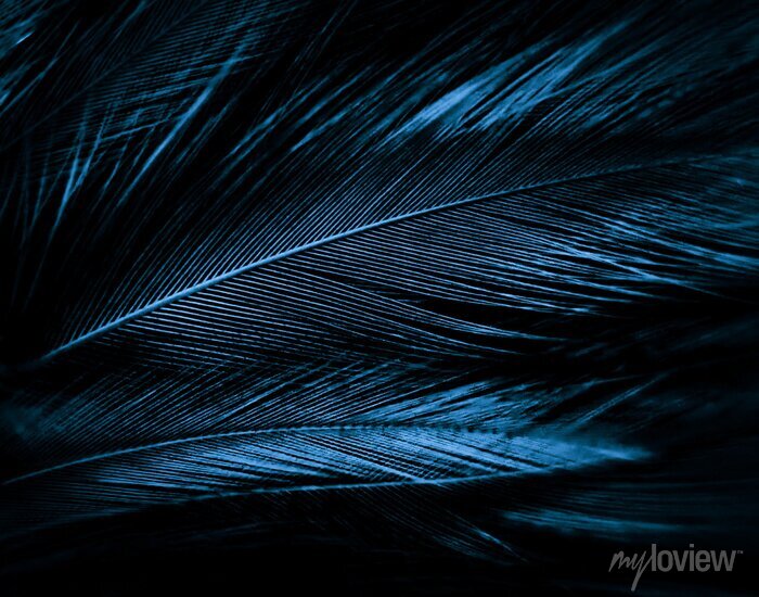 Download Free 100 + blue feather wallpaper