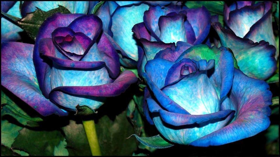 Download Free 100 + blue purple rose