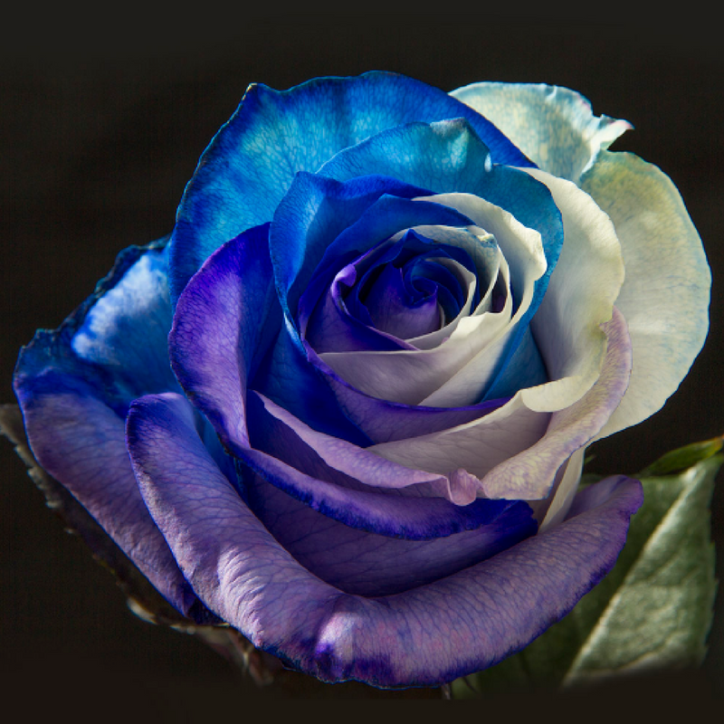 Download Free 100 + blue purple rose