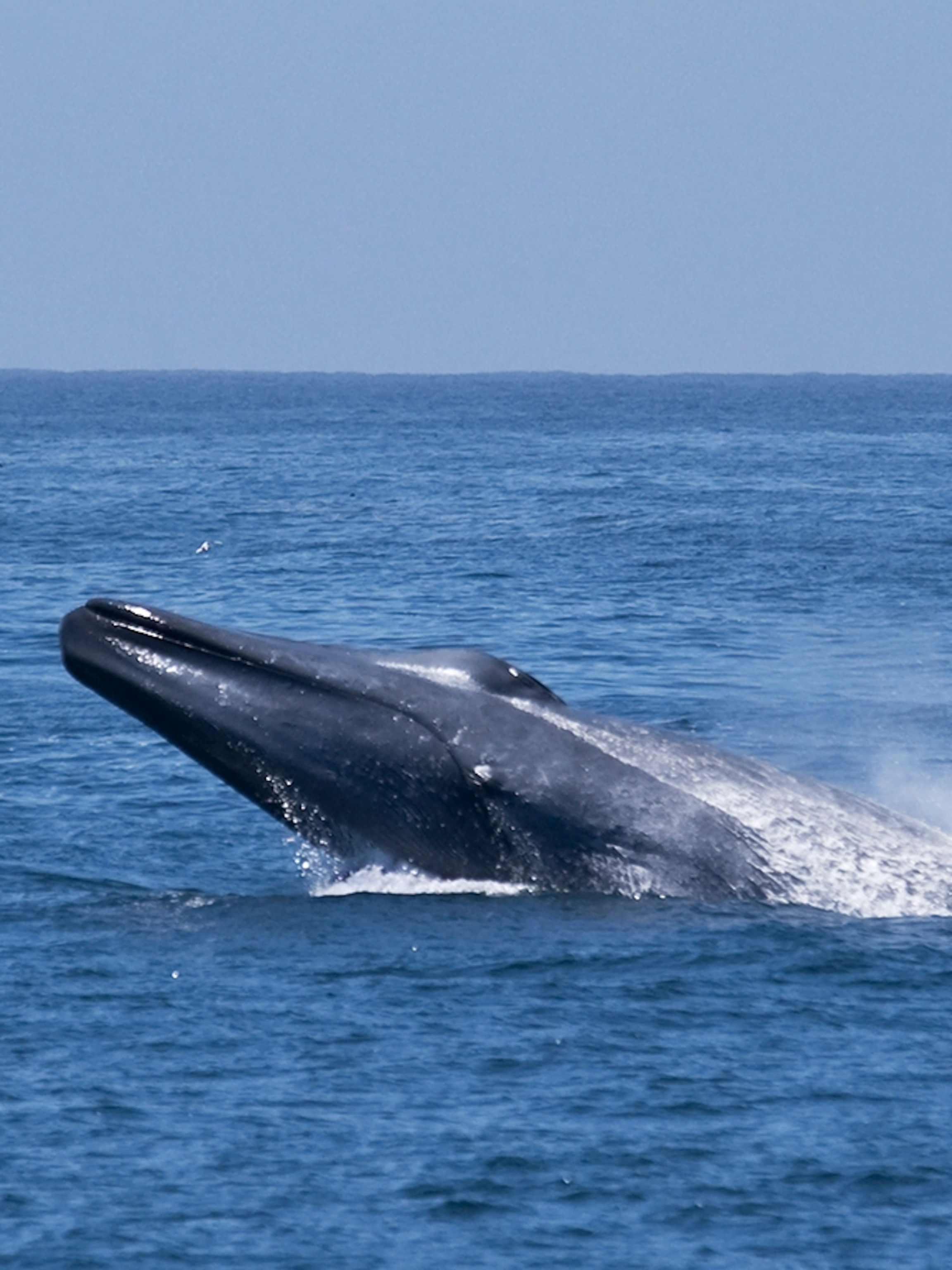 Blue whale, facts and photos