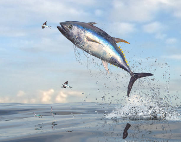 Download Free 100 + bluefin tuna wallpaper