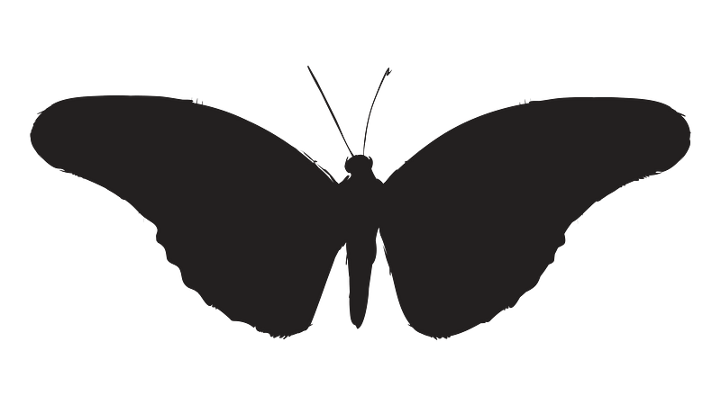 Png butterfly silhouette transparent background premium png