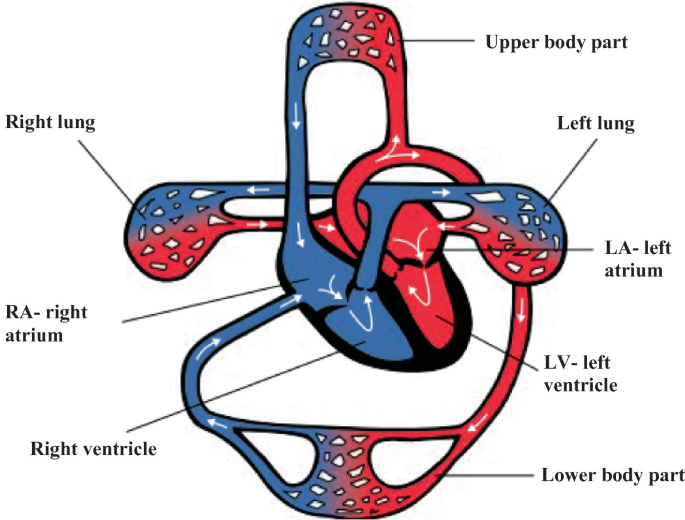 Oscillations in biological processes