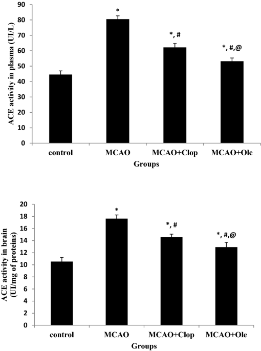 Oleuropein protects against cerebral ischemia injury in rats molecular docking biochemical and histological findings neurochemical research