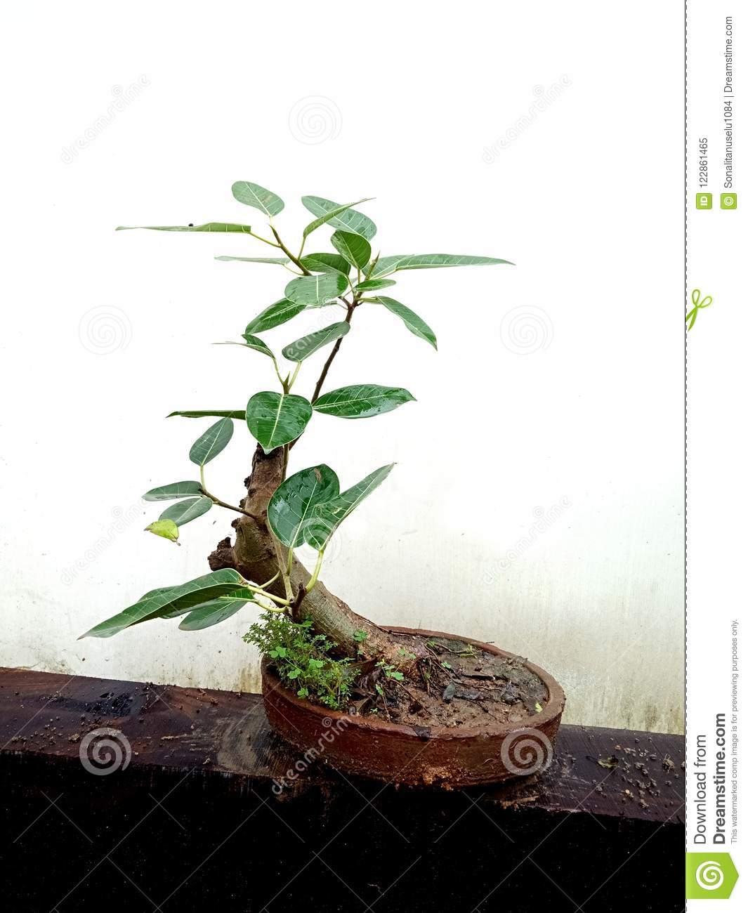 Download Free 100 + bonsai wallpaper