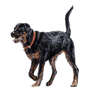 Rottweiler drawing png transparent images free download vector files