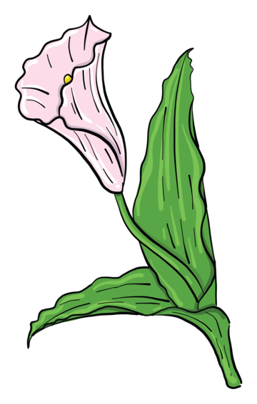 Calla lily png vector psd and clipart with transparent background for free download