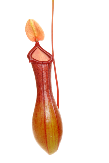 Carnivorous plant png transparent images free download vector files