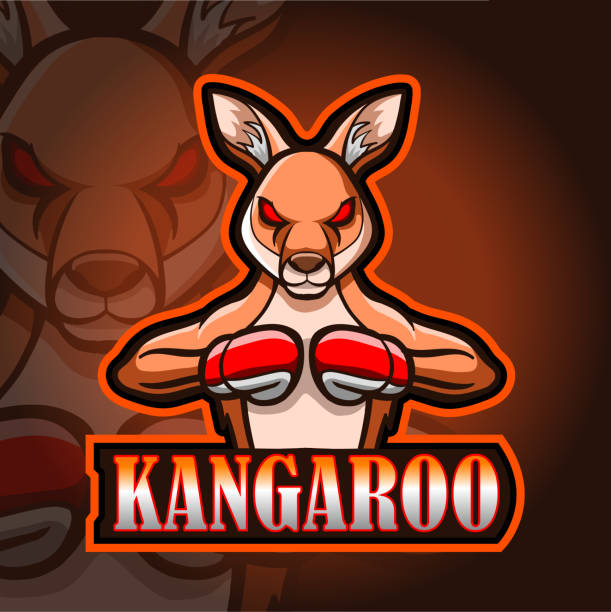 Boxing kangaroo stock photos pictures royalty