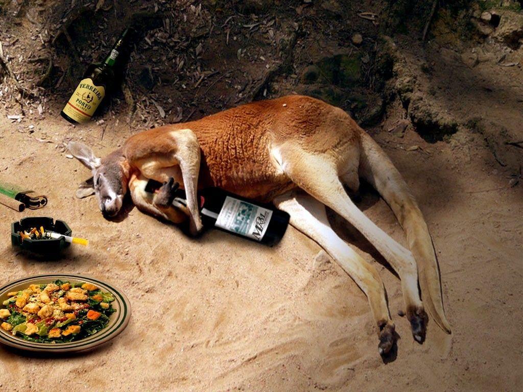 Kangaroos wallpapers