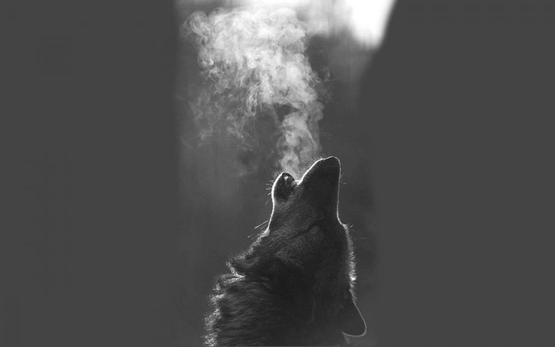 Wolf animal breath wallpaper x