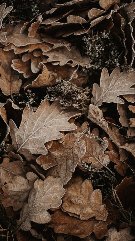 Download Free 100 + brown leaf wallpaper Wallpapers