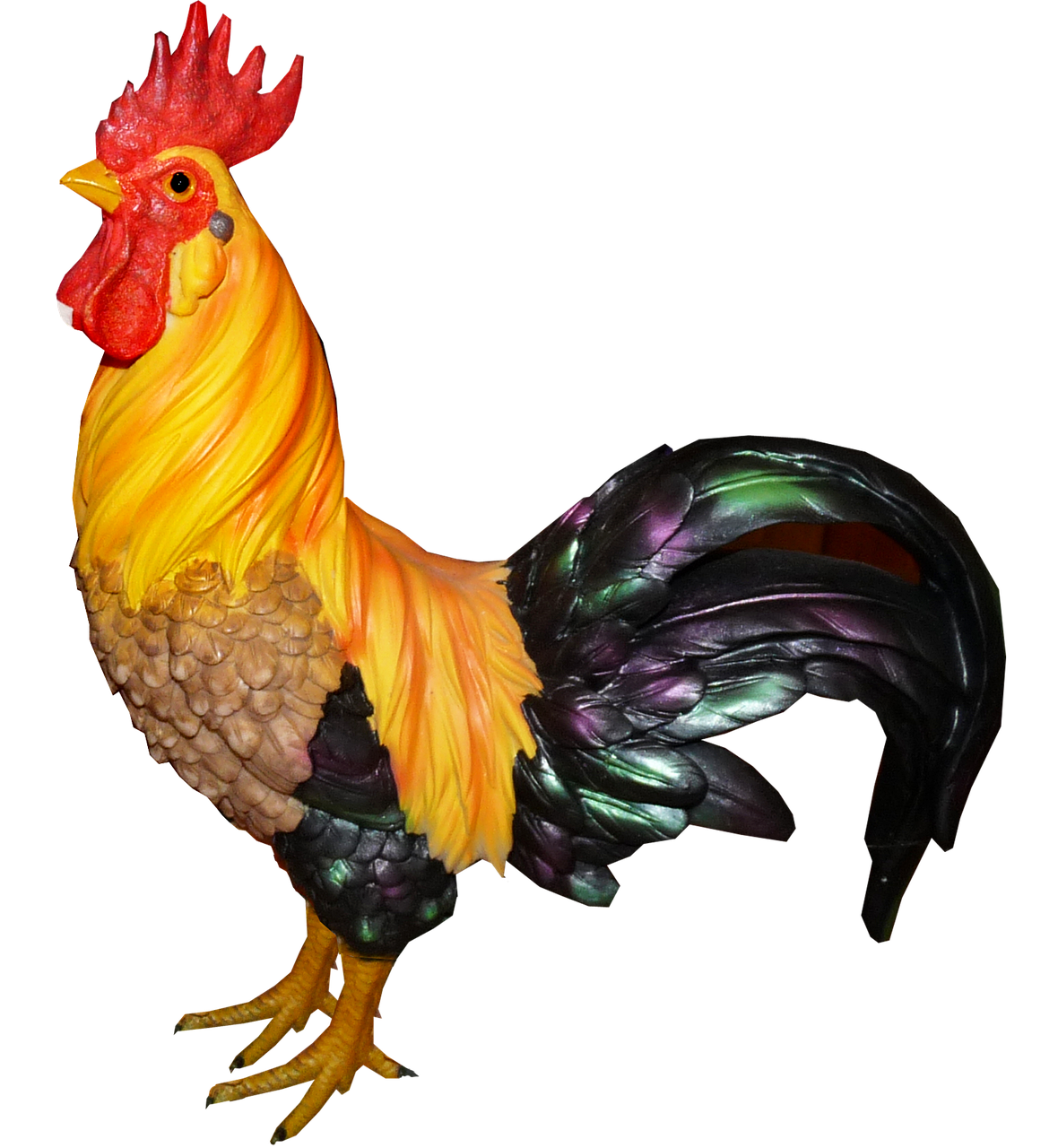 Free roosters chicken images