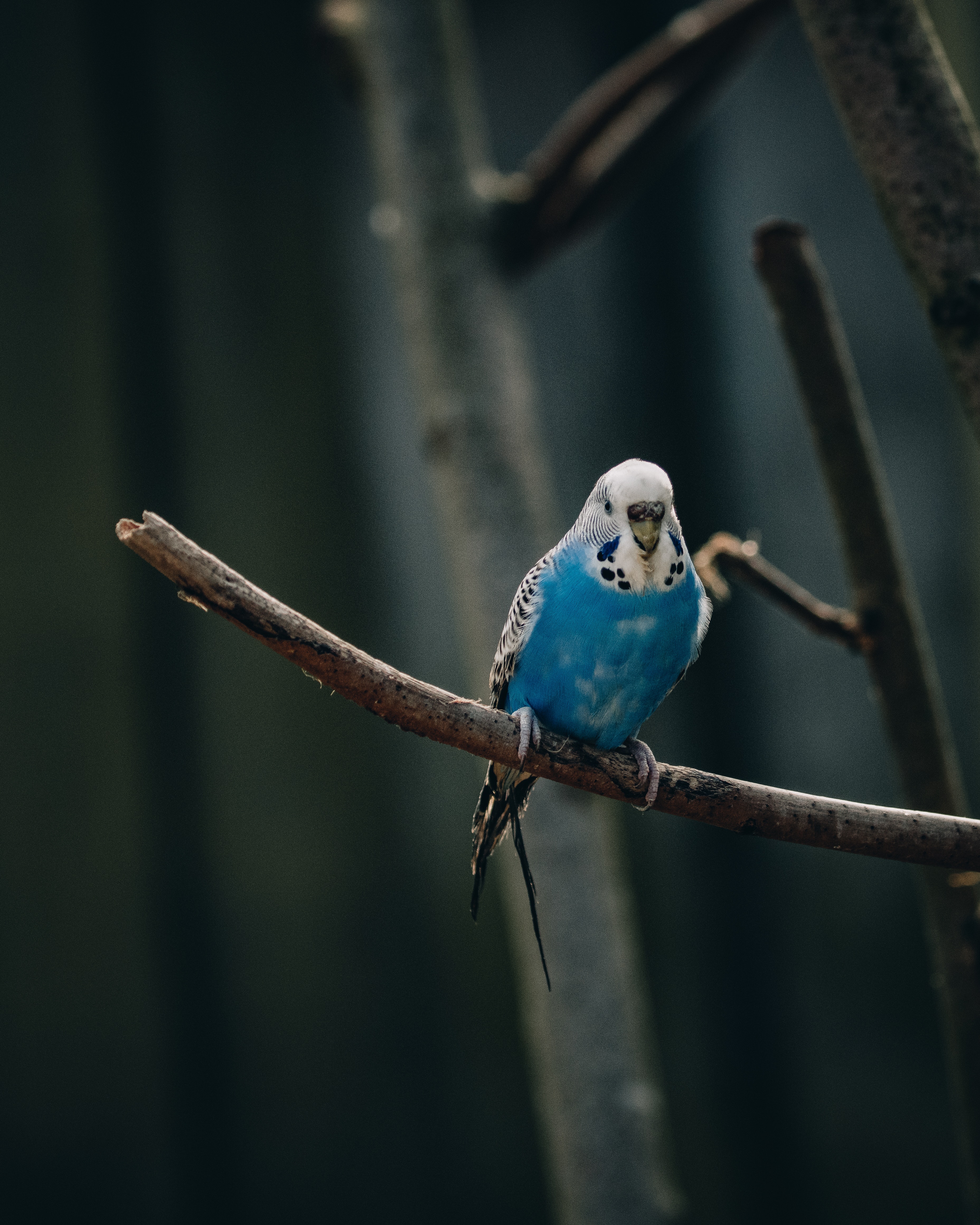 closed up of Blue Budgerigar Melopsittacus undulatus 22957697 Stock Photo  at Vecteezy