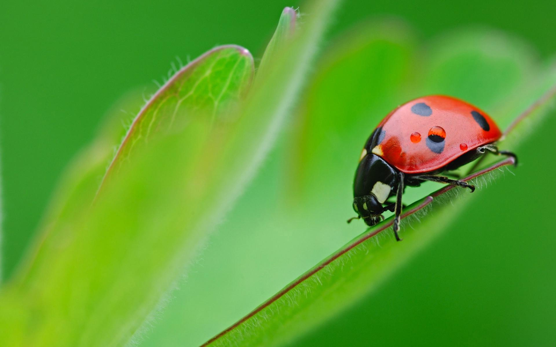 Lady bug wallpaper hd