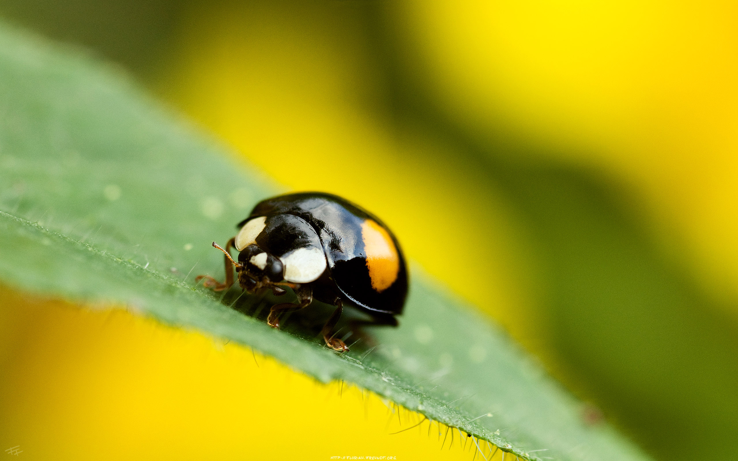 Bug hd papers und hintergrãnde