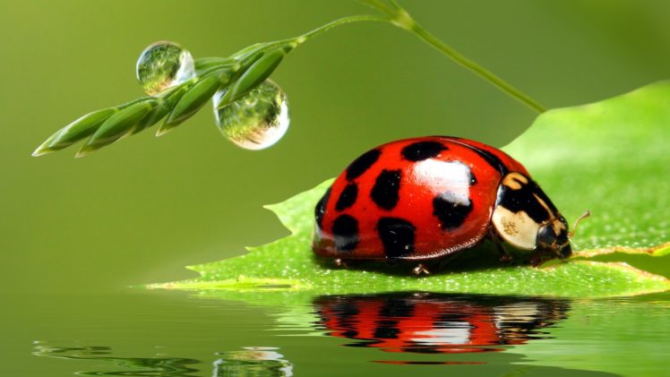 Lady bug wallpapers hd desktop and mobile backgrounds