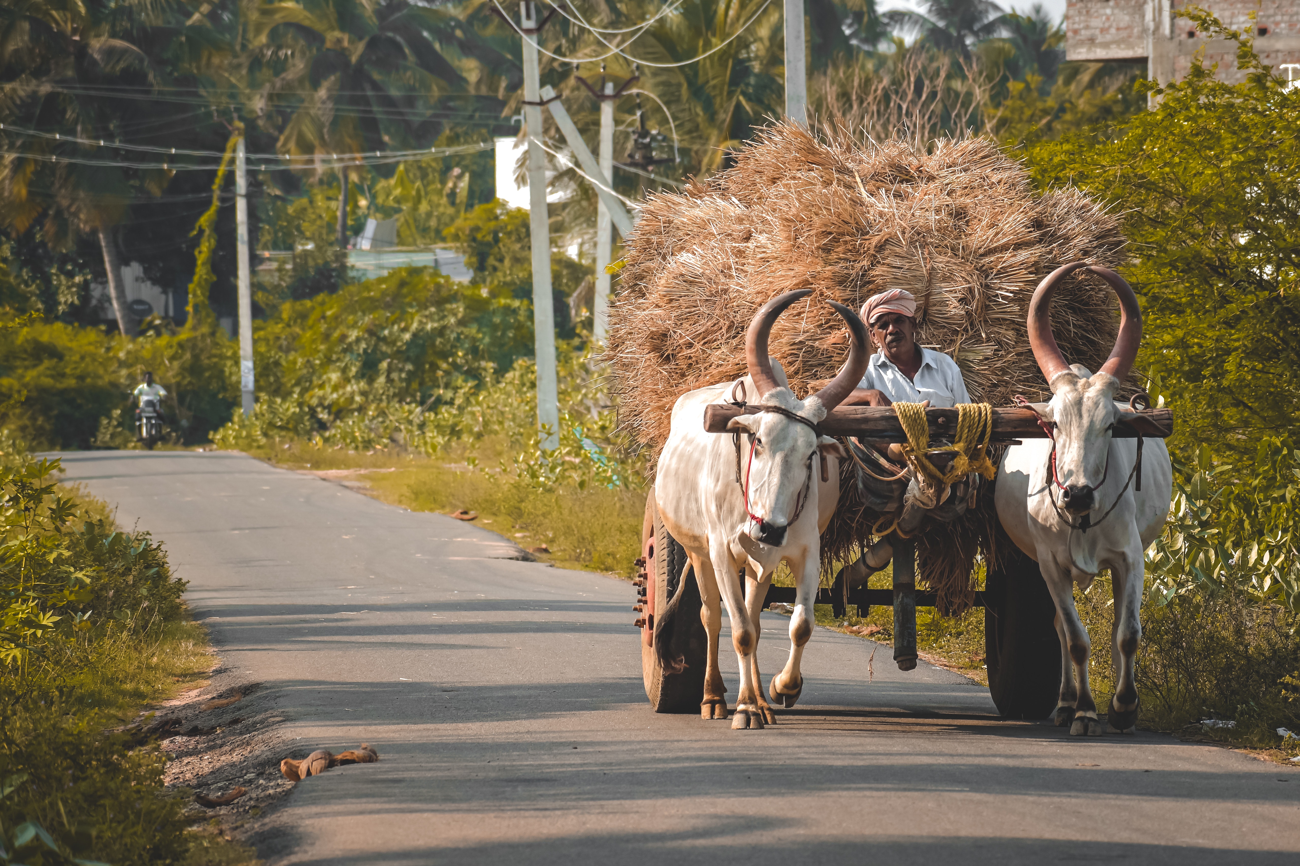 Bullock cart photos download free bullock cart stock photos hd images