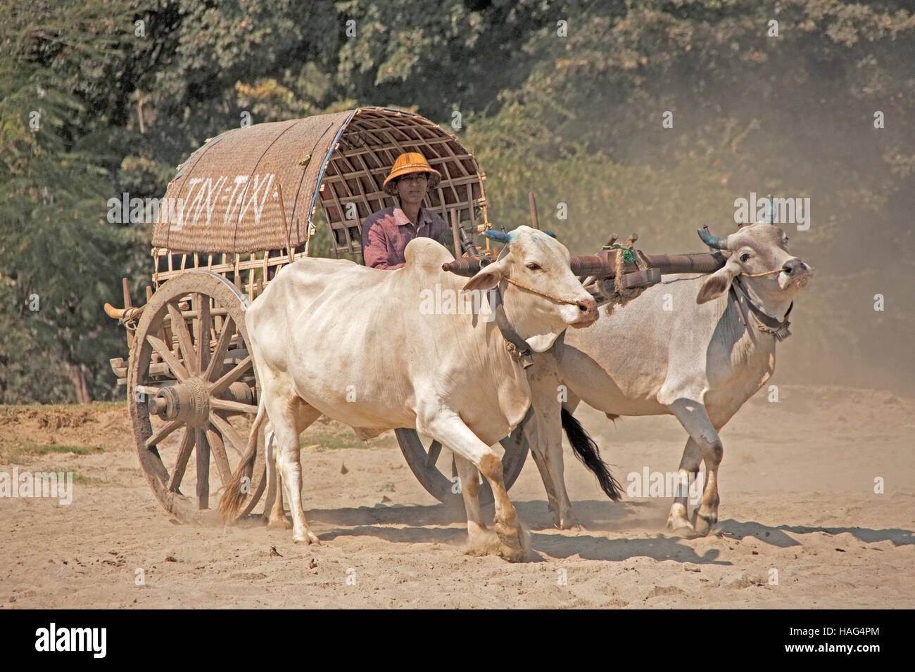 Bullock cart hi