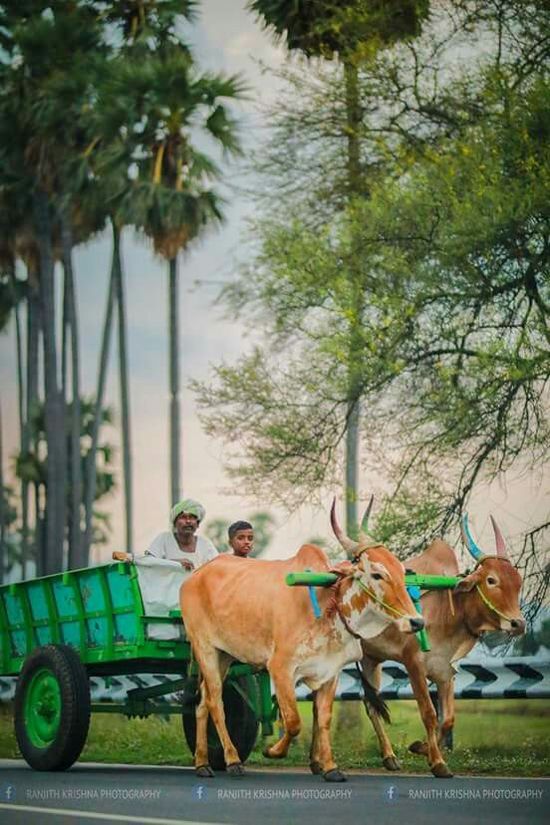 Bullock cart ideas village photography bullock cart village life