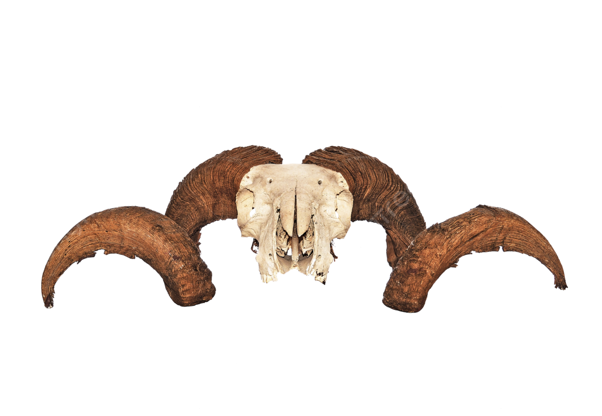 Ram skull png transparent images free download vector files