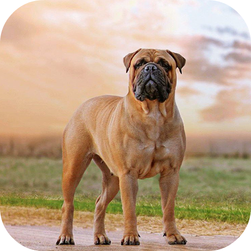 Bullmastiff little cute puppy, little brown dog, pets, dogs, English  Mastiff, HD wallpaper | Peakpx