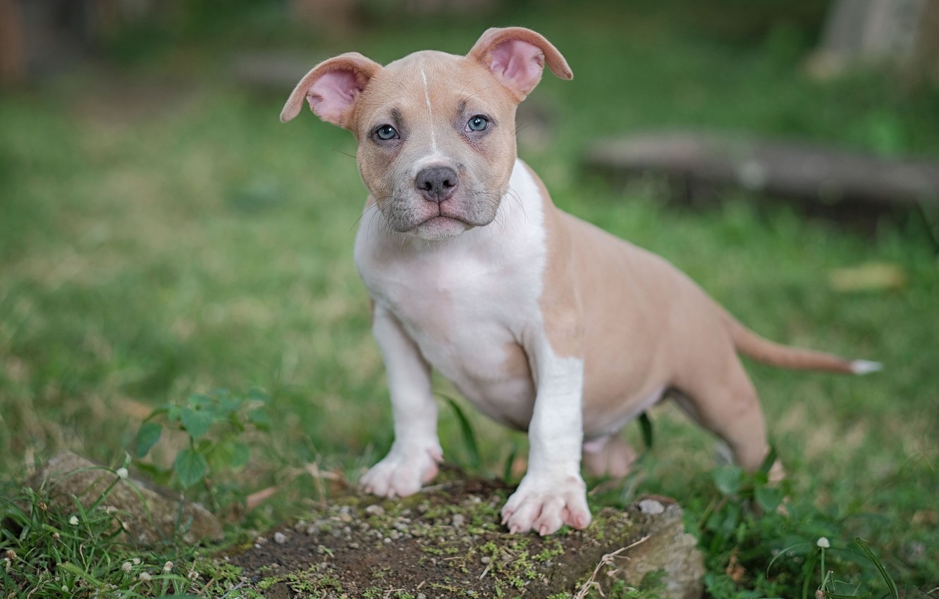 Wallpaper look dog puppy american bully images for desktop section ñððððºð