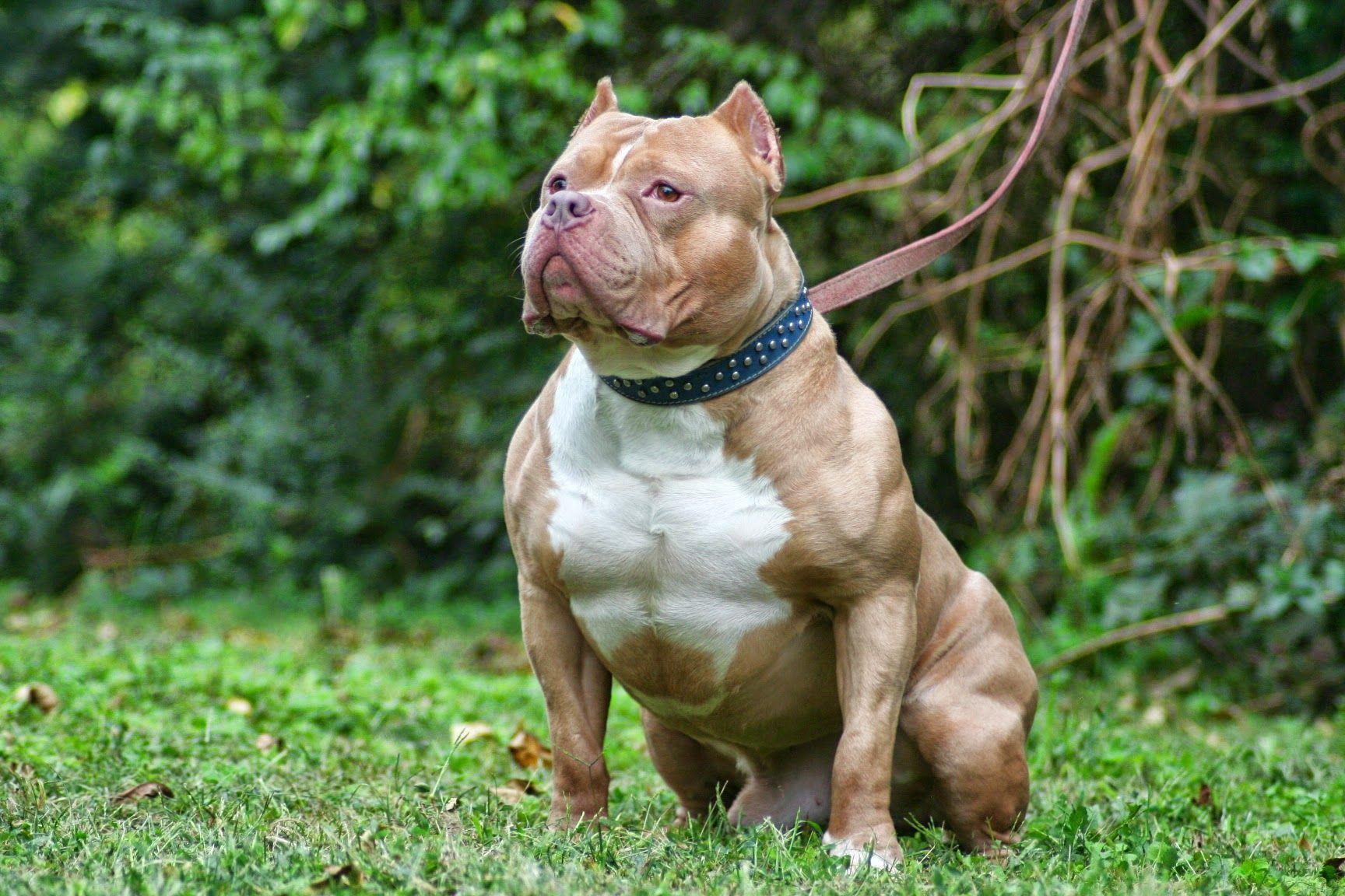 Xl bully dog wallpapers