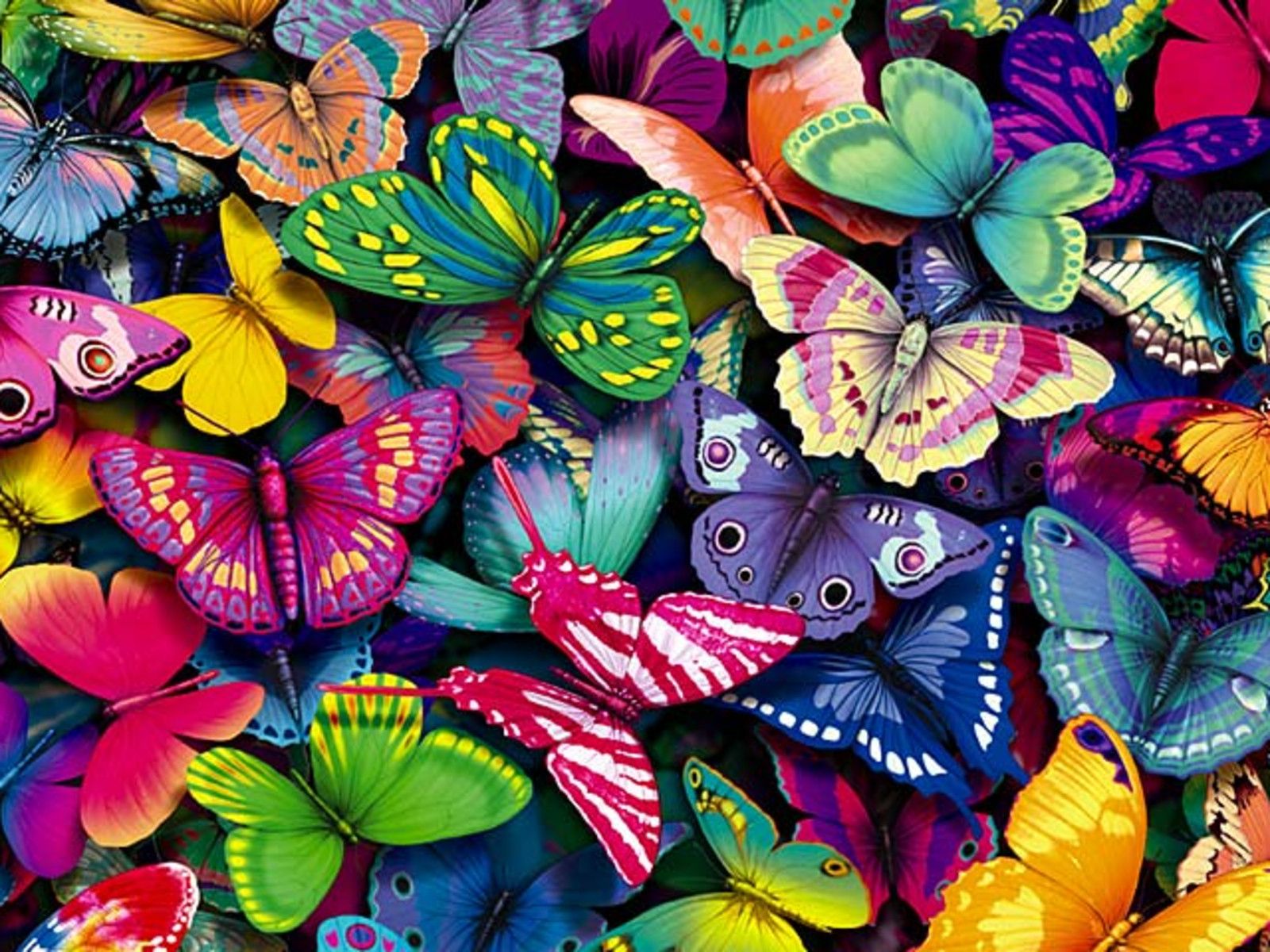 Lots of colorful butterflies