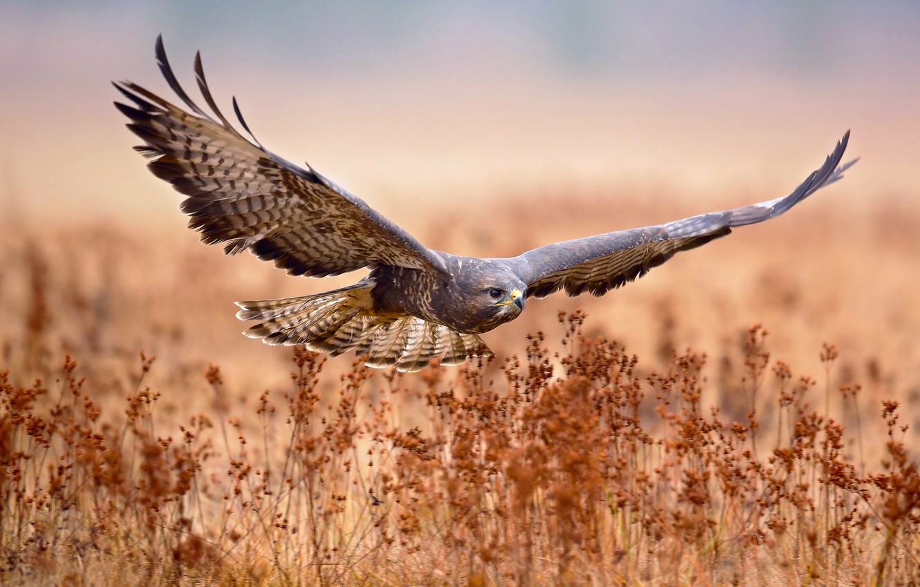 Wallpaper field flight bird hunting mon buzzard images for desktop section ððððñðñðµ