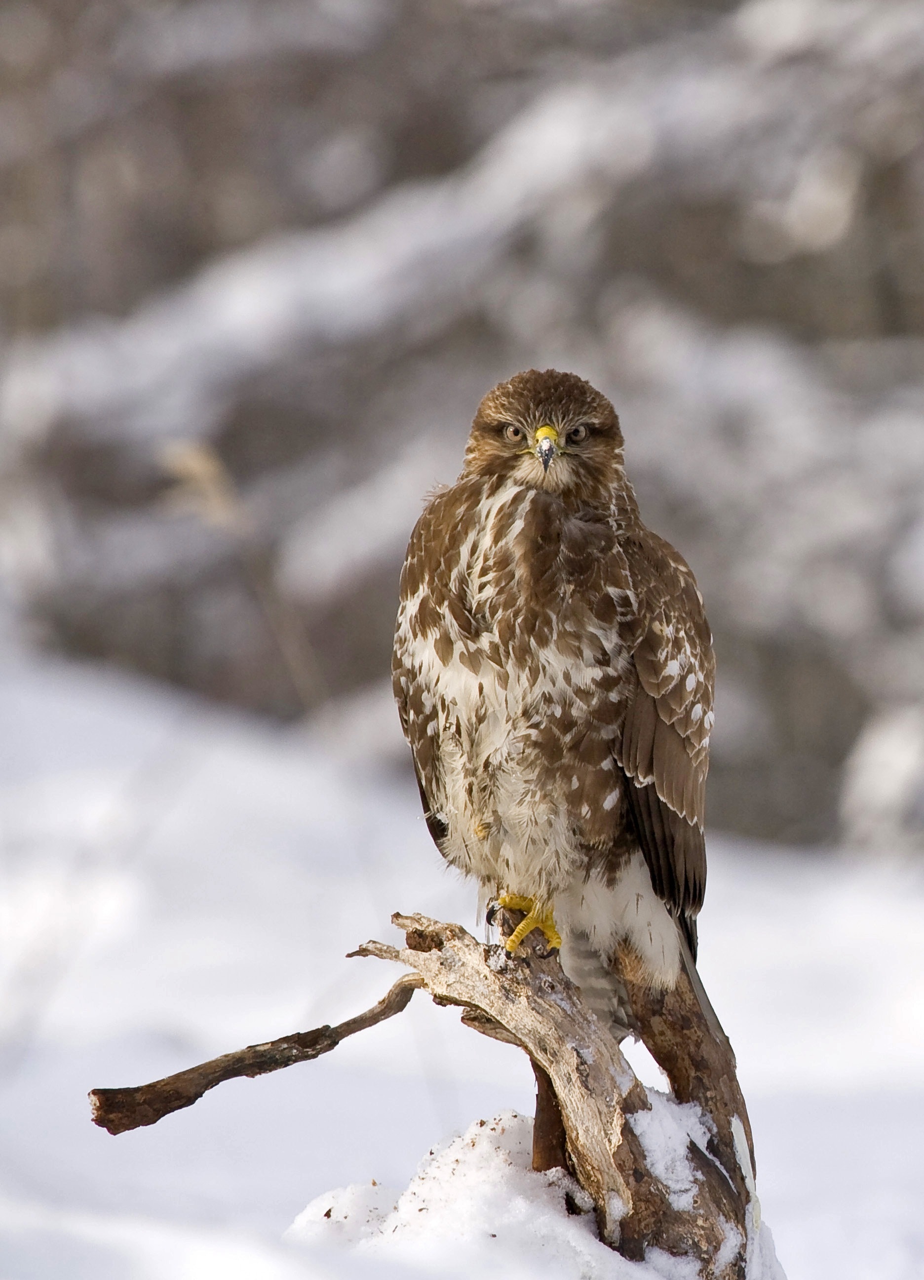 Buzzard photos download free buzzard stock photos hd images