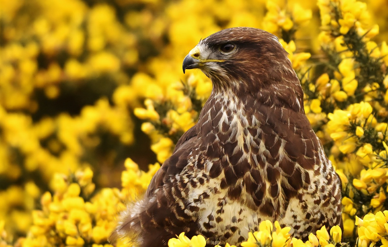 Wallpaper flowers bird hawk buzzard images for desktop section ððððñðñðµ