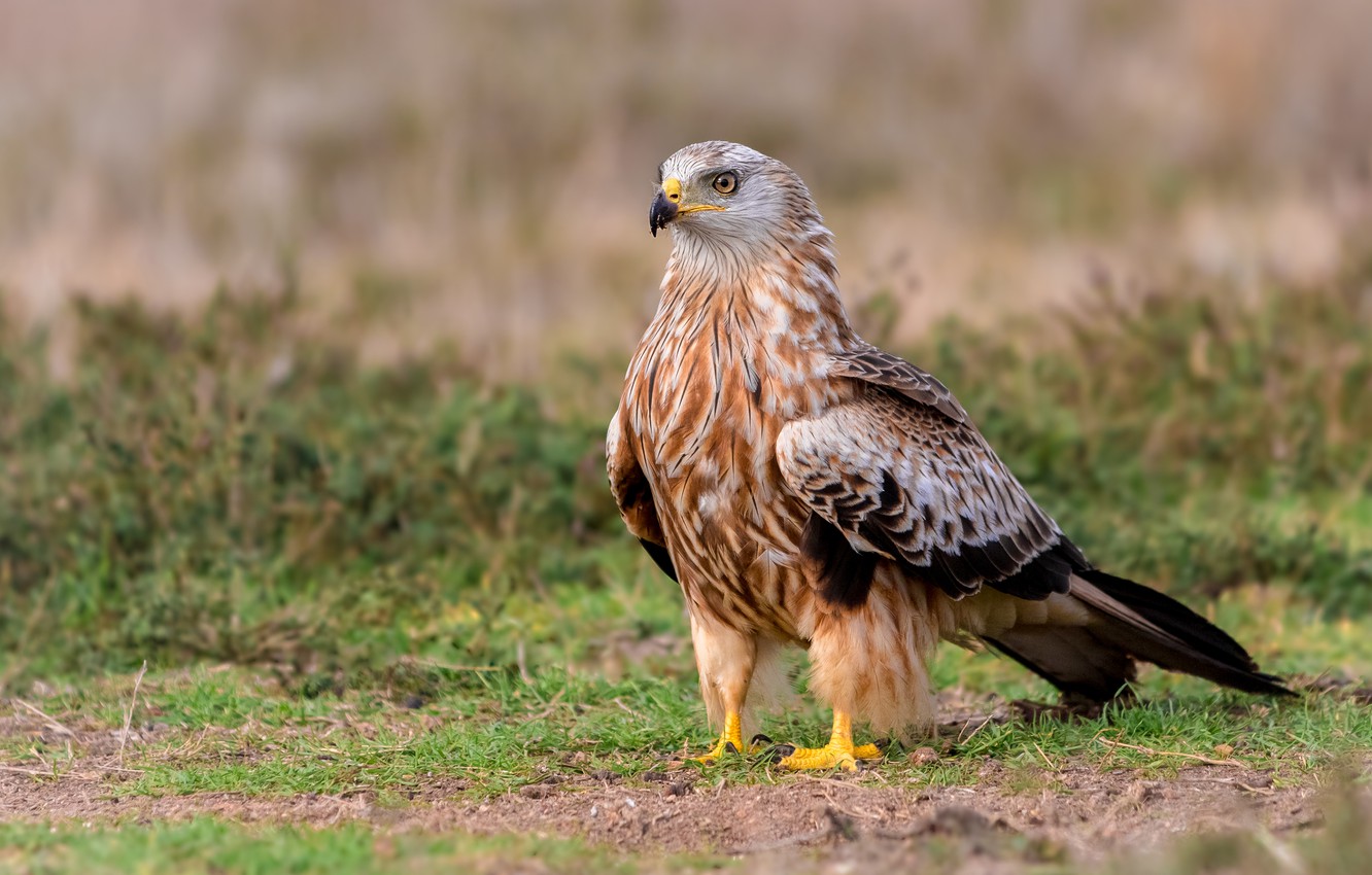 Wallpaper grass look bird glade hawk buzzard images for desktop section ððððñðñðµ