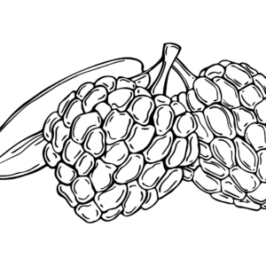 Custard apple coloring pages printable for free download