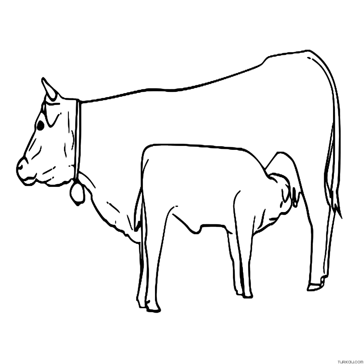 Cow young calf farm animals coloring page