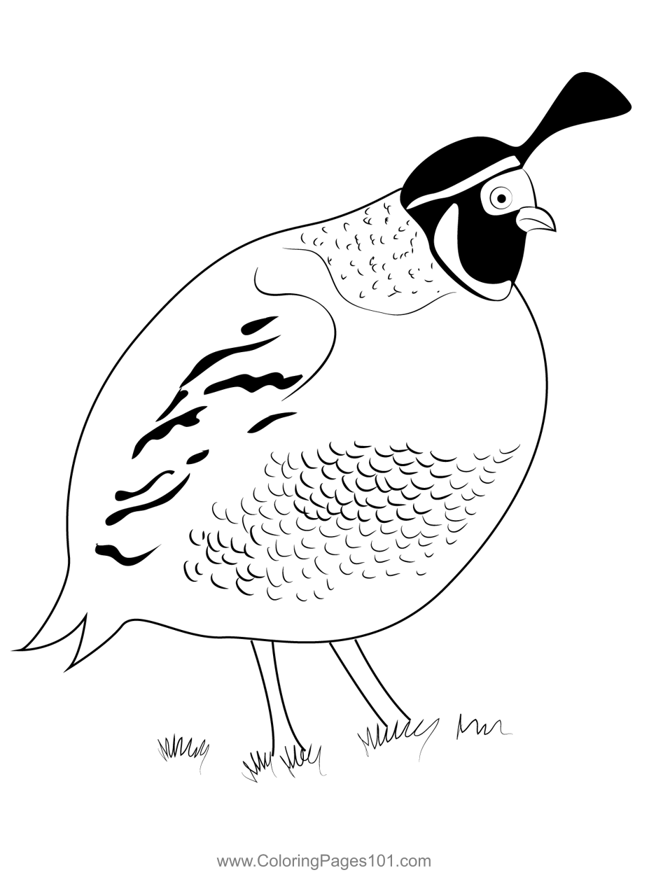 California quail coloring page for kids