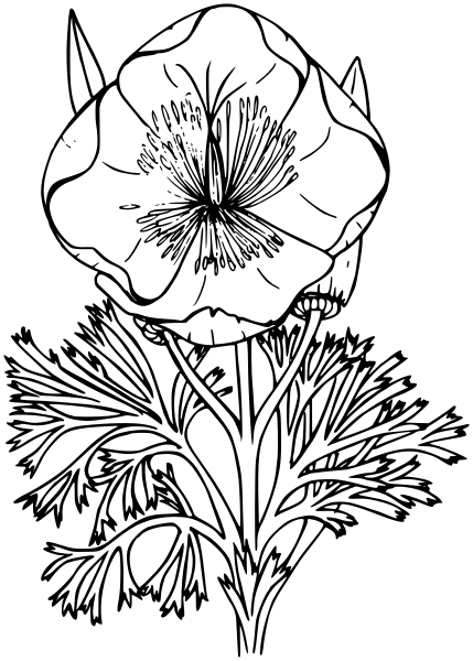 California poppy lineart