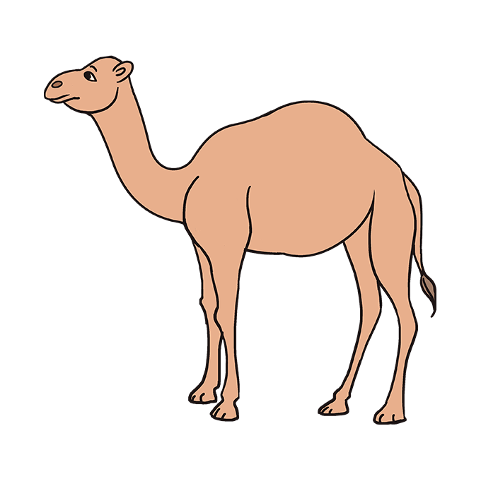 How to draw a camel