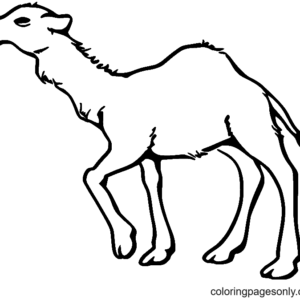 Llama coloring pages printable for free download