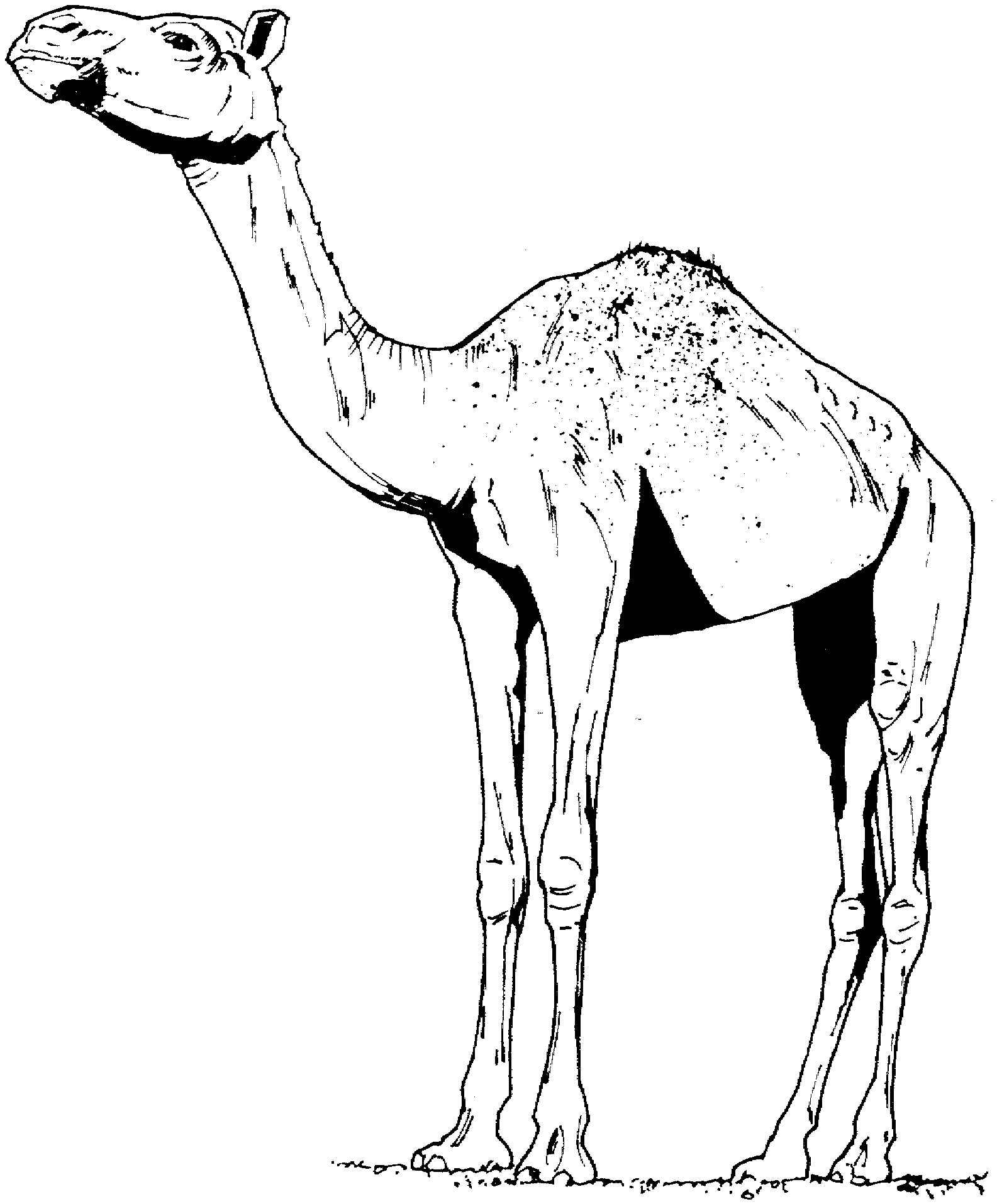 Coloring page dromedary animals â printable coloring pages