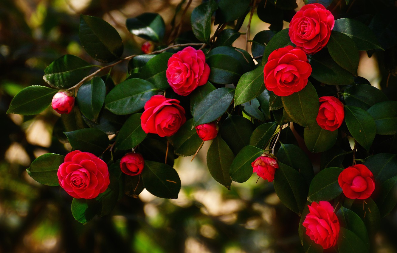 Wallpaper leaves flowers branches the dark background bright bush red flowering camellia camellia images for desktop section ñððµññ