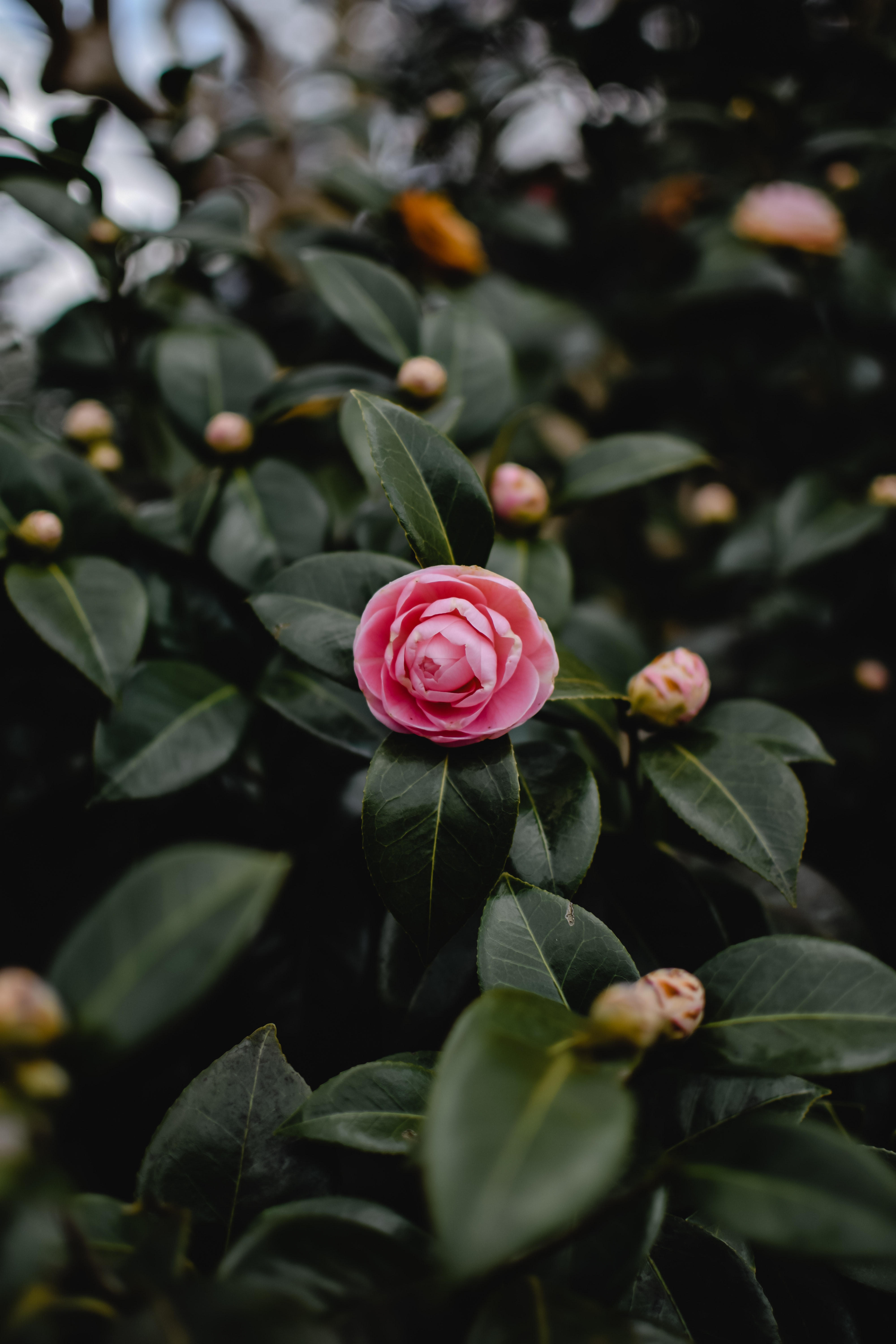 Camellia photos download free camellia stock photos hd images