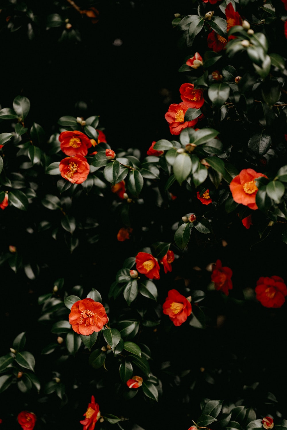 Camellia flower pictures download free images on