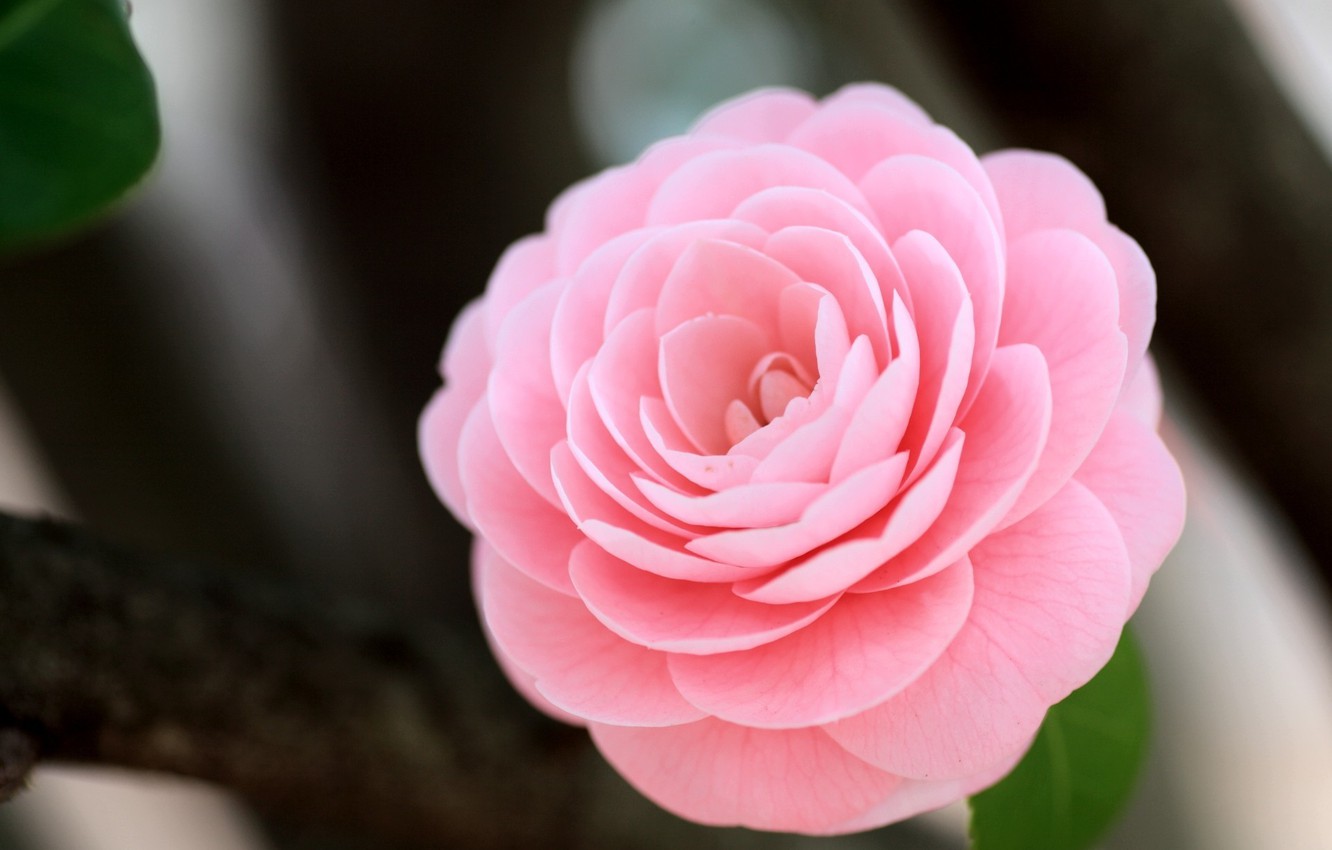 Wallpaper flower macro pink camellia images for desktop section ñððµññ