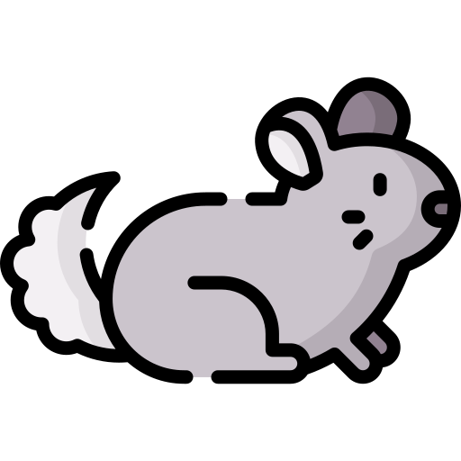 Chinchilla special lineal color icon