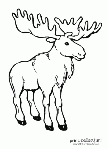 Moose coloring pages at printcolorfun coloriage coloriage animaux coloriage ã imprimer