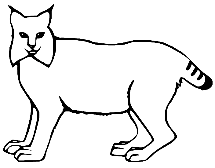 Lynx coloring pages