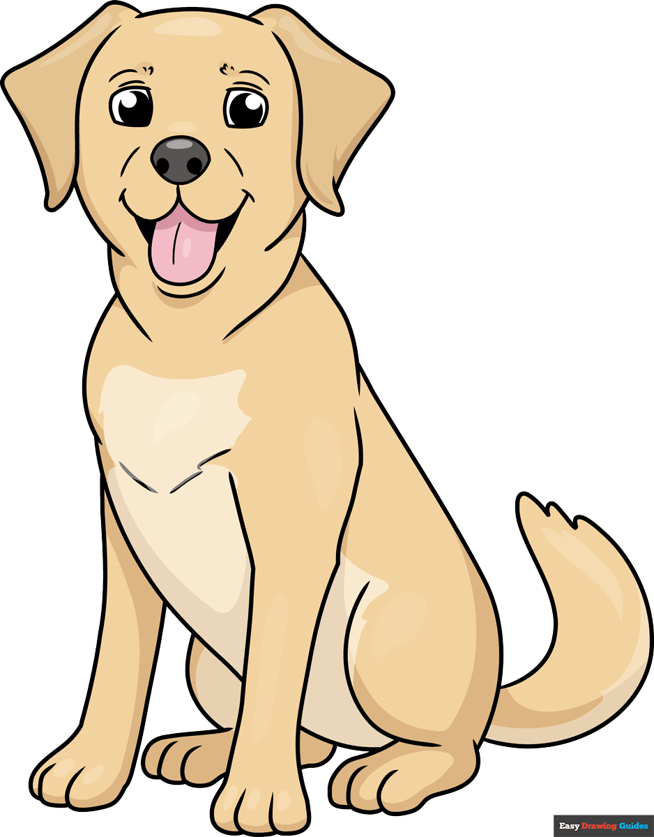 How to draw a labrador