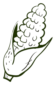 Corn drawing vector art png images free download on